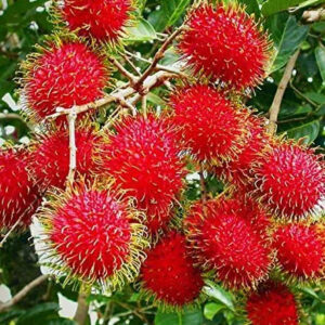 Rambutan